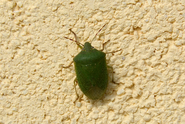 Acrosternum heegeri? No, Nezara viridula